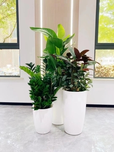 宁波镇海盆景租赁专业户，绿植服务超贴心